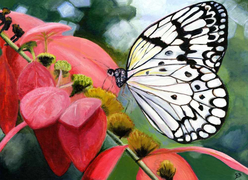 Bethanne_Brummell_edged_white_butterfly